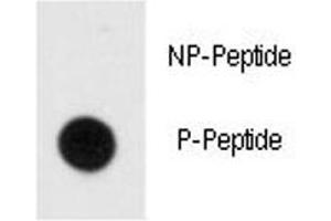 Dot blot analysis of phospho-MBP antibody.