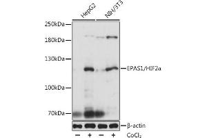 Western blot analysis of extracts of various cell lines, using EP/HIF2α antibody (ABIN6127869, ABIN6141764, ABIN6141765 and ABIN6223457) at 1:1000 dilution.
