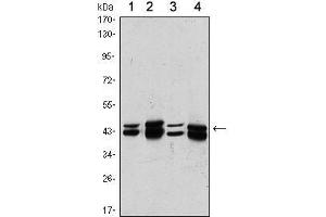 Western Blot showing PRMT6 antibody used against A431 (1), Hela (2), A549 (3) and HEK293 (4) cell lysate.