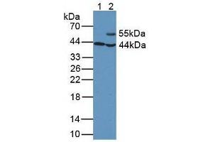 Western Blot; Samples. (GOT1 anticorps  (AA 1-413))