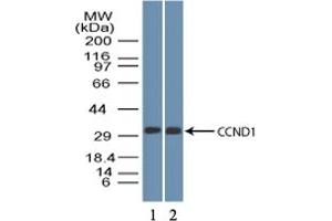 Image no. 1 for anti-Cyclin D1 (CCND1) (AA 250-300) antibody (ABIN1491282)