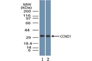 Image no. 1 for anti-Cyclin D1 (CCND1) (AA 250-300) antibody (ABIN1491282) (Cyclin D1 anticorps  (AA 250-300))