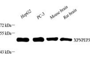 Western blot analysis of XPNPEP3 (ABIN7076237) at dilution of 1: 1000,Lane 1: HepG2 cell lysate,Lane 2: PC-3 cell lysate,Lane 3: Mouse brain tissue lysate,Lane 4: Rat brain tissue lysate (XPNPEP3 anticorps)