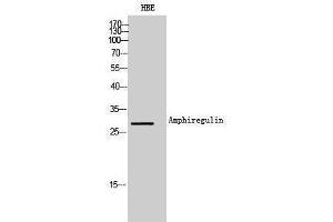 Western Blotting (WB) image for anti-Amphiregulin (AREG) (Internal Region) antibody (ABIN3181481)
