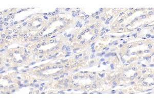 Detection of VEGFB in Canine Kidney Tissue using Polyclonal Antibody to Vascular Endothelial Growth Factor B (VEGFB)