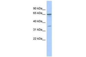 Image no. 1 for anti-Zinc Finger Protein 648 (ZNF648) (N-Term) antibody (ABIN6743554) (ZNF648 anticorps  (N-Term))