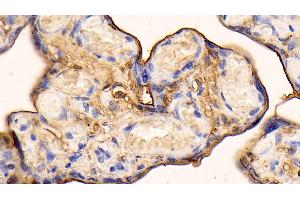 Detection of ANXA5 in Human Placenta Tissue using Polyclonal Antibody to Annexin V (ANXA5) (Annexin V anticorps  (AA 1-321))