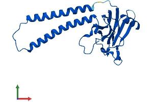 AlphaFold protein structure predicition of Mouse Recombinant Mtco2 Protein, UniprotID P00405