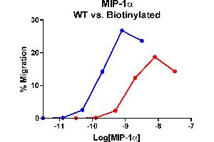 Cells expressing recombinant CCR5 were assayed for migration through a transwell filter at various concentrations of WT or Biotinylated MIP-1α.