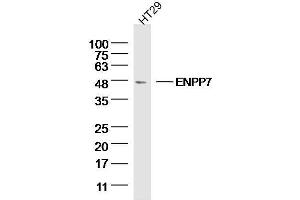 HT29 Cell lysates probed with ENPP7 Polyclonal Antibody, unconjugated  at 1:300 overnight at 4°C followed by a conjugated secondary antibody for 60 minutes at 37°C.