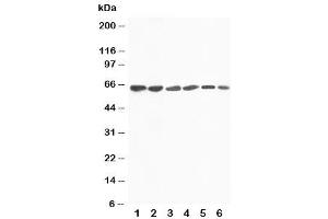 Western blot testing of FMO4 antibody and Lane 1:  rat liver (FMO4 anticorps  (N-Term))