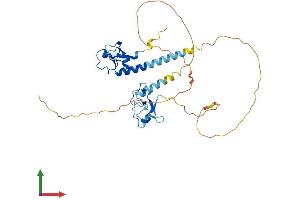 AlphaFold protein structure predicition of Mouse Recombinant Mbnl3 Protein, UniprotID Q8R003
