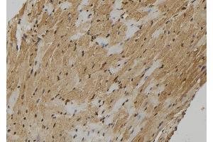 ABIN6278998 at 1/100 staining Mouse heart tissue by IHC-P. (FMR1NB anticorps  (C-Term))
