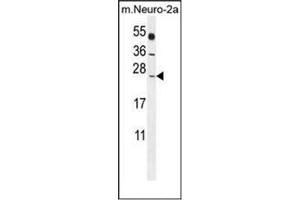 Western blot analysis of POLR2J Antibody (C-Term) in Mouse Neuro-2a cell line lysates (35ug/lane). (POLR2J anticorps  (C-Term))