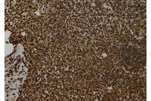 ABIN6278533 at 1/100 staining Mouse spleen tissue by IHC-P.