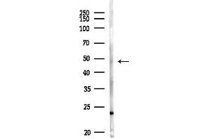 anti-Eukaryotic Translation Elongation Factor 1 alpha 1 (EEF1A1) (Internal Region) antibody