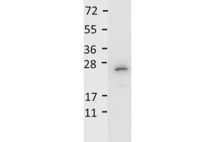 Detection of recombinant IL27/p28 protein by  anti-Mouse IL-27/p28 antibody.
