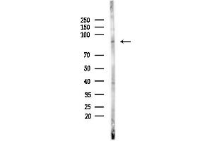 anti-Cullin 5 (CUL5) (Internal Region) antibody