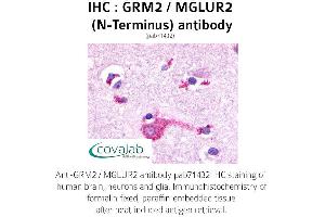 Image no. 1 for anti-Glutamate Receptor, Metabotropic 2 (GRM2) (Extracellular Domain), (N-Term) antibody (ABIN1735266)