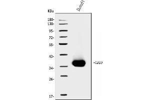Western blot analysis of CD20/MS4A1 using anti-CD20/MS4A1 antibody (ABIN7599233). (CD20 anticorps  (AA 1-297))
