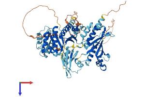 AlphaFold protein structure predicition of Human Recombinant IGF2BP2 Protein, UniprotID Q9Y6M1