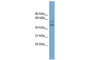 RAB11FIP2 antibody used at 1 ug/ml to detect target protein.