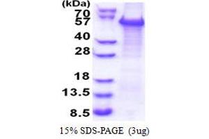 SDS-PAGE (SDS) image for WW Domain Containing Transcription Regulator 1 (WWTR1) (AA 1-400) protein (His tag) (ABIN5853441)