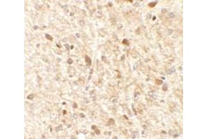 Immunohistochemical analysis of MS4A6A in rat brain tissue with MS4A6A polyclonal antibody  at 2. (MS4A6A anticorps  (N-Term))