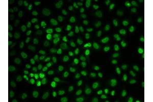 Immunofluorescence (IF) image for anti-U2 Small Nuclear RNA Auxiliary Factor 2 (U2AF59) (AA 192-471) antibody (ABIN3015736)