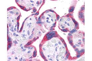DLL1 antibody was used for immunohistochemistry at a concentration of 4-8 ug/ml. (DLL1 anticorps)