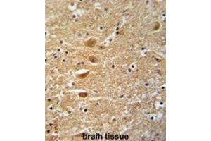 Immunohistochemistry (IHC) image for anti-Kinesin Family Member 3C (KIF3C) antibody (ABIN3003233)