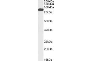ABIN263146 (2µg/ml) staining of Human Cerebellum lysate (35µg protein in RIPA buffer).