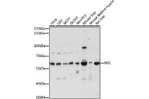 Western blot analysis of extracts of various cell lines, using NFIC antibody (ABIN7268974) at 1:1000 dilution.
