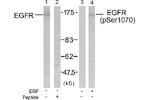 Western blot analysis of the extracts from SK-OV3 cells untreated or treated with EGF using EGFR(Ab-1070) Antibody and EGFR(Phospho-Ser1070) Antibody. (EGFR anticorps  (pSer1070))