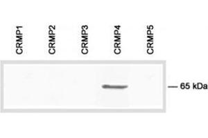 Immunoblot analysis of the specificity of CRMP4 antibody Cat. (DPYSL3 anticorps  (C-Term))