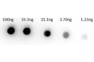 Dot Bot of Rabbit Anti-Sheep IgG Biotin Conjugated Antibody Min X human serums. (Lapin anti-Mouton IgG (Heavy & Light Chain) Anticorps (Biotin) - Preadsorbed)