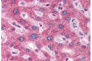 Anti-OSTC antibody  ABIN1049189 IHC staining of human liver.