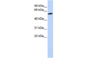 Western Blotting (WB) image for anti-Zinc Finger Protein 454 (ZNF454) antibody (ABIN2458230) (ZNF454 anticorps)