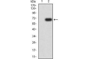 Western blot analysis using CD213A1 mAb against HEK293 (1) and CD213A1 (AA: extra 22-343)-hIgGFc transfected HEK293 (2) cell lysate.