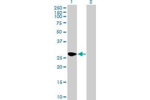 Western Blot analysis of SEC22A expression in transfected 293T cell line by SEC22A MaxPab polyclonal antibody. (SEC22A anticorps  (AA 1-307))