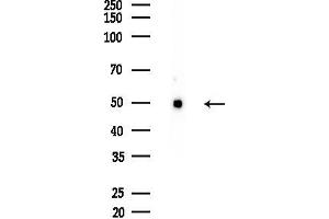 anti-Centrosomal Protein 57kDa (CEP57) (Internal Region) antibody
