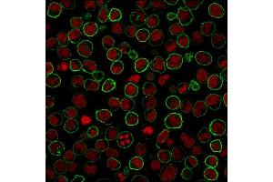 Paraformaldehyde-fixed Raji cells stained with CD45RB Rabbit Recombinant Monoclonal Antibody (PTPRC/2877R)followed by Goat anti-rabbit IgG-CF488 (Green).