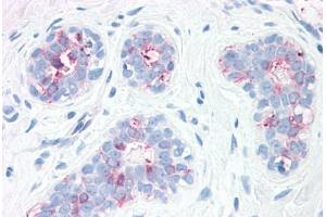 Anti-SYNGR2 / Synaptogyrin 2 antibody  ABIN1049373 IHC staining of human, breast.