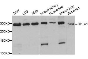 Western blot analysis of extracts of various cell lines, using SPTA1 antibody. (SPTA1 anticorps  (AA 940-1160))