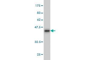 Western Blot detection against Immunogen (42.
