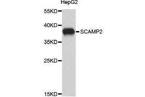 Western blot analysis of extracts of HepG2 cells, using SCAMP2 antibody (ABIN1875873). (SCAMP2 anticorps)