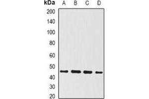 Western blot analysis of BMP15 expression in OVCAR3 (A), mouse kidney (B), mouse liver (C), rat brain (D) whole cell lysates. (BMP15 anticorps)