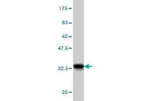 Western Blot detection against Immunogen (32.