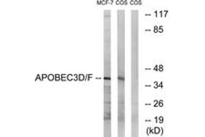 Western blot analysis of extracts from COS7/MCF-7 cells, using APOBEC3D/F Antibody. (APOBEC3D/F (AA 232-281) anticorps)