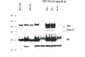 Immunoprecipitation of caspase-11 using anti-caspase-11 mAbs (4E11 and 8A5)